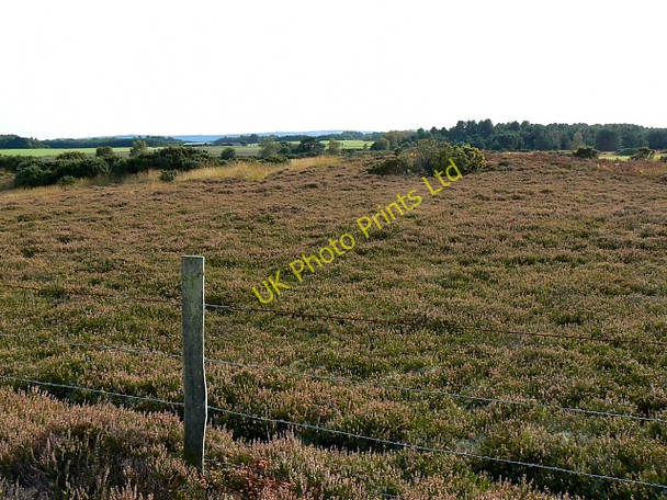 Photo 6"x4" Heathland, near Bere Regis Cold Harbour\/SY9089 c2007