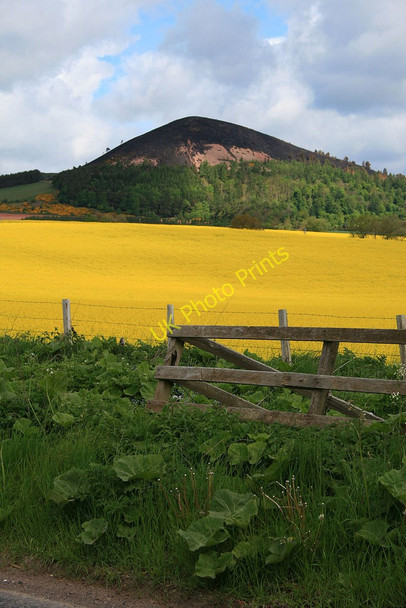 Photo 6"x4" Rape field near Bowden Bowden\/NT5530 c2010