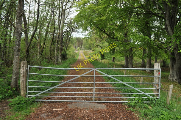 Photo 6"x4" Track along the edge of the forest near Daviot Daviot\/NH7239 c2010
