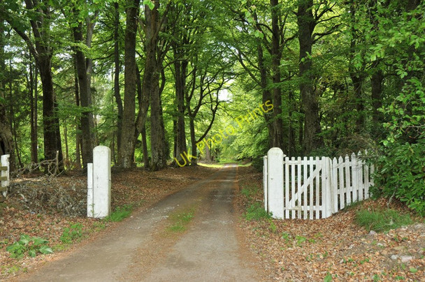 Photo 6"x4" Wooded drive into Nairnside House Leanach\/NH7544 c2010