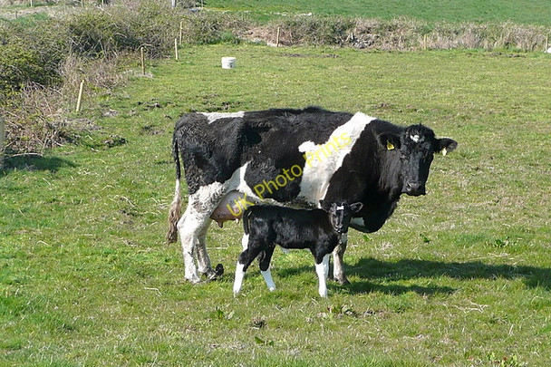 Photo 6"x4" Mother and child Kilbaha c2010
