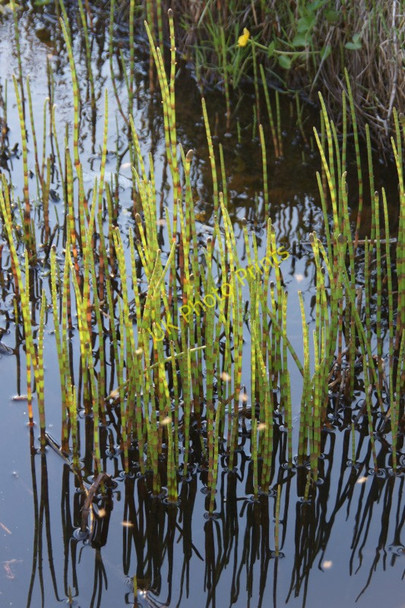 Photo 6"x4" Water Horsetail (Equisetum fluviatile), Northdale Bothen c2010