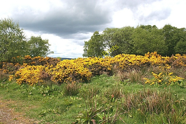 Photo 6"x4" Whins on Ury Estate Stonehaven c2010