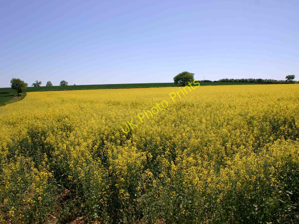 Photo 6"x4" Field of Oilseed Rape on Armscote Hill Farm Armscote c2010