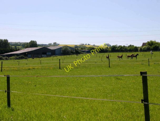Photo 6"x4" Horses on Cross Leys Farm Ilmington c2010