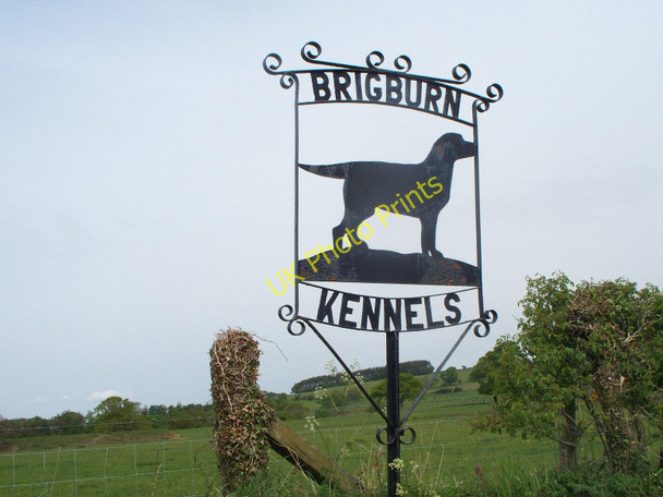 Photo 6"x4" Brigburn kennels Healey Cote c2010
