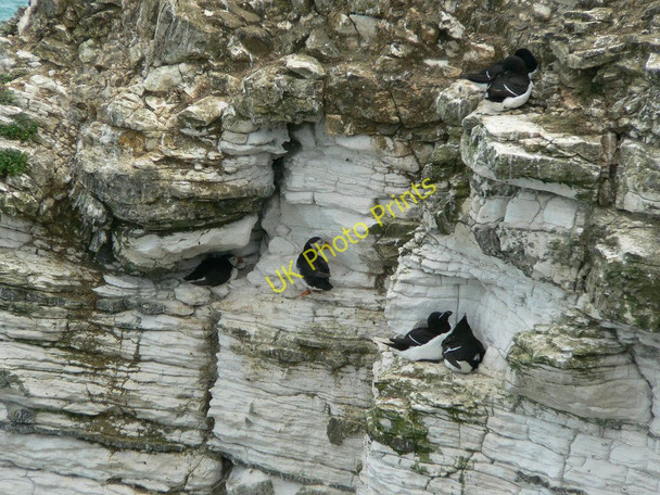 Photo 6"x4" Puffins and Razorbills, Bempton Cliffs Bempton c2010