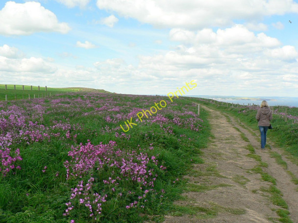 Photo 6"x4" Headland Way, Bempton Cliffs Bempton c2010