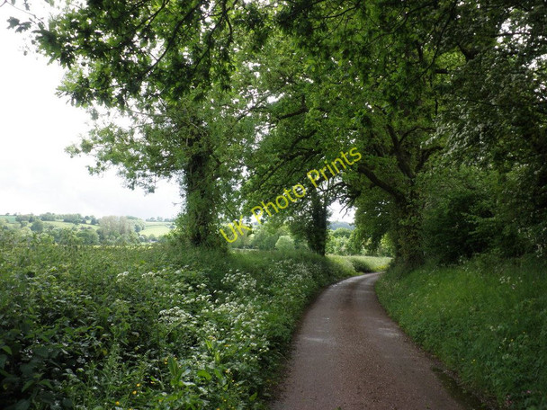Photo 6"x4" Country Lane, near Manley Manley\/SS9811 c2010