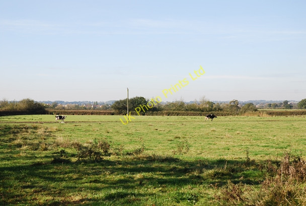 Photo 6"x4" Heading home to Donedge Lodge Farm Elm Hill\/ST8426 c2007