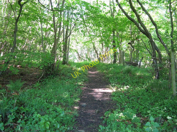 Photo 6"x4" Path into The Works Wood Crichton c2010