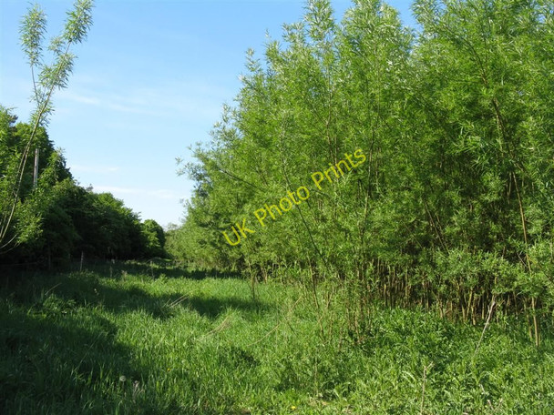 Photo 6"x4" Roadside willow plantation Dewartown c2010