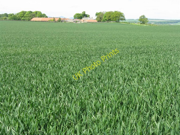 Photo 6"x4" Winter wheat at Crichton Mains Crichton c2010