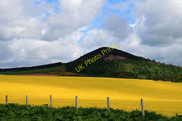 Photo 6"x4" Rape field near Bowden Bowden\/NT5530 c2010