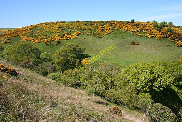 Photo 6"x4" White Hill Gardenstown c2010