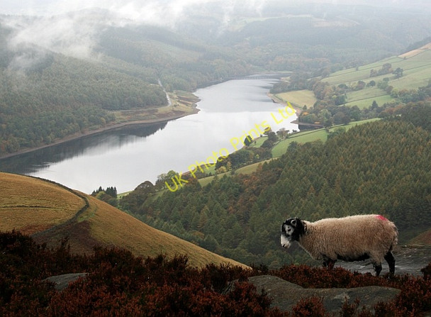 Photo 6"x4" A Sheep on Whitestone Lee Tor Ashopton c2007