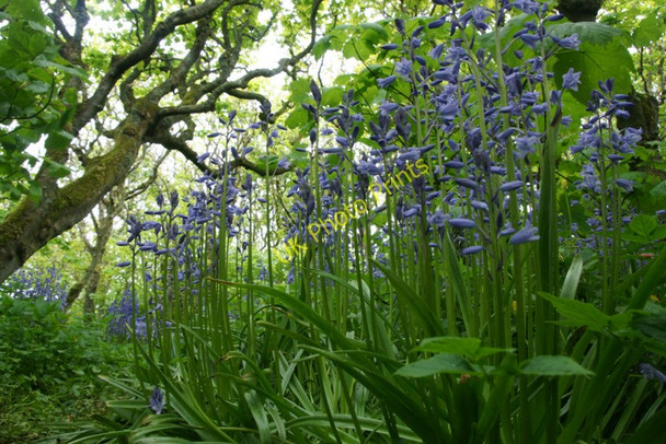 Photo 6"x4" Spanish Bluebells (Hyacinthoides hispanica) in Halligarth Baltasound c2010