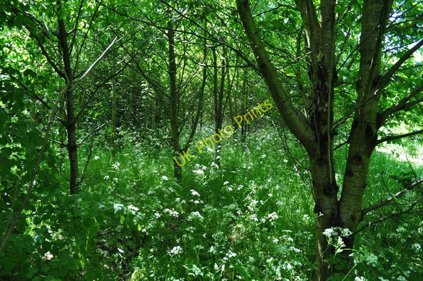 Photo 6"x4" Inside St Marys Wood Aldeby c2010