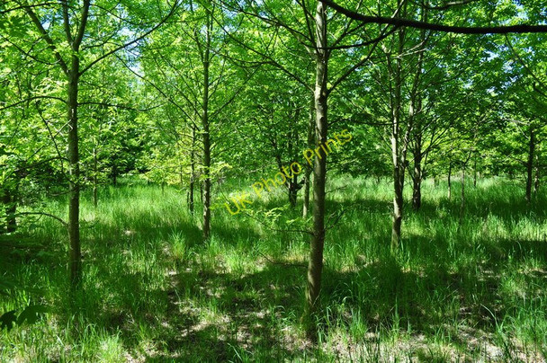 Photo 6"x4" St Marys Wood Aldeby c2010