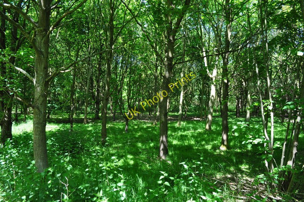 Photo 6"x4" Inside the Woodland Aldeby c2010
