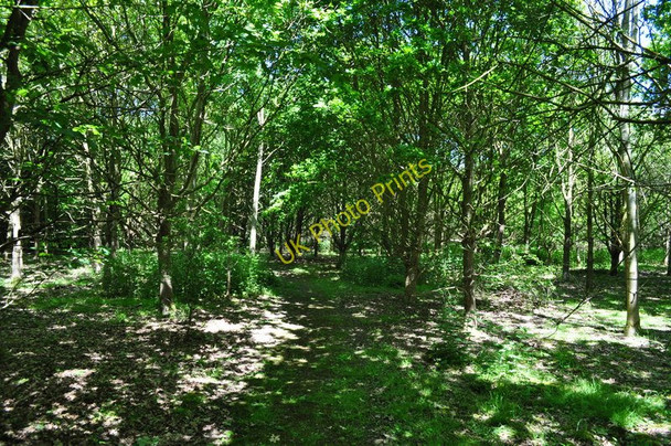 Photo 6"x4" Inside the Woodland Aldeby c2010 P1