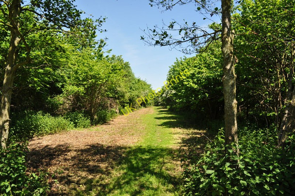 Photo 6"x4" Three Gates Farm Woodland Aldeby c2010