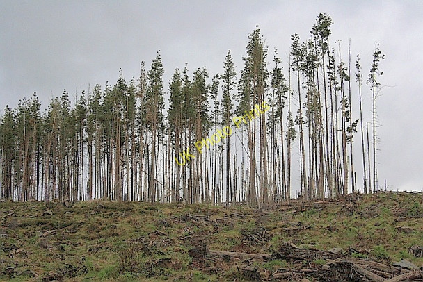 Photo 6"x4" Clear Felling, Druim nan Crann Saighde Carie Burn c2010