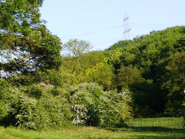 Photo 6"x4" Brockadale woodland Kirk Smeaton c2010