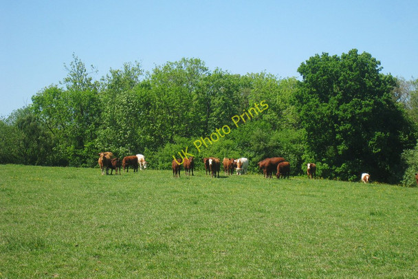 Photo 6"x4" Cows near Attwater Farm Crit Hall c2010