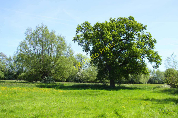 Photo 6"x4" Trees in the meadow Wolvercote c2010