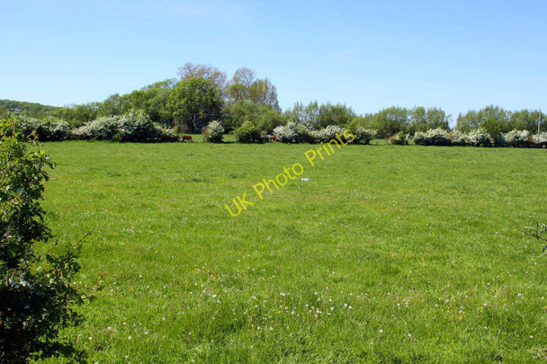 Photo 6"x4" A field near Godstow Wolvercote c2010