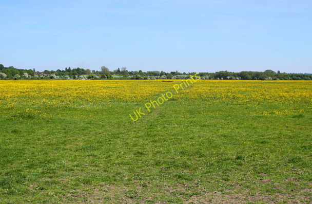 Photo 6"x4" Buttercup covered Wolvercote Common Wolvercote c2010