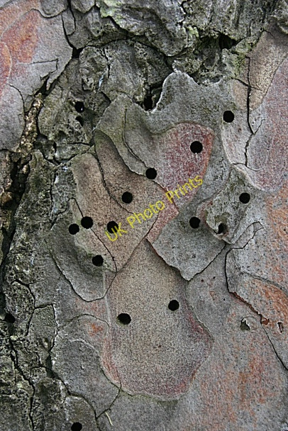 Photo 6"x4" Tiny Round Holes College of Roseisle c2010