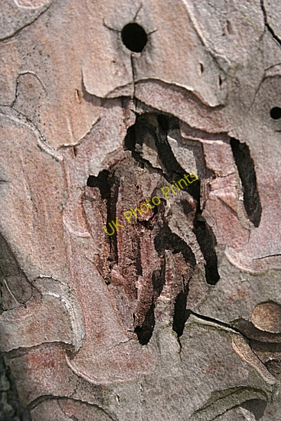 Photo 6"x4" Complex Holes College of Roseisle c2010