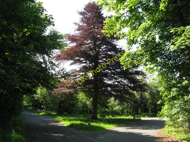 Photo 6"x4" Road junction with Copper Beech Pathhead\/NT3964 c2010