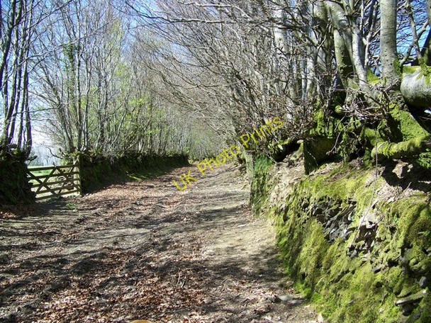 Photo 6"x4" Ancient track near Cutthorne Luckwell Bridge c2010