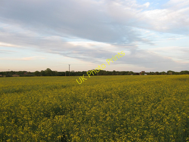 Photo 6"x4" Hatchland Field Ripe c2010