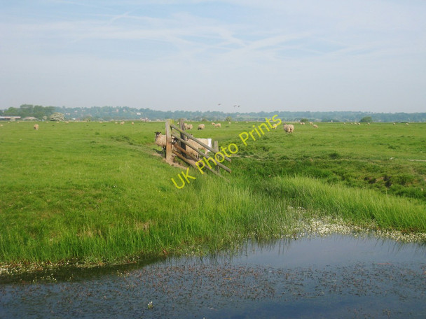 Photo 6"x4" Sheep by Guldeford Sewer East Guldeford c2010