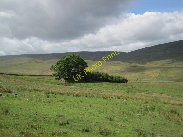 Photo 6"x4" Sheepfold with Large Tree and Copse Slaggyford c2010