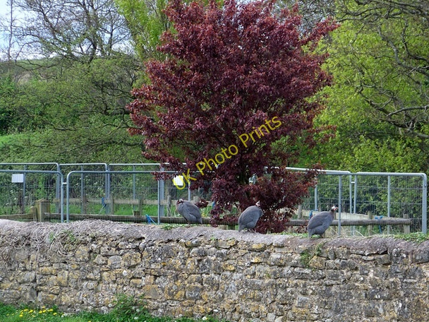 Photo 6"x4" Guinea fowl, Kilve Kilve c2010