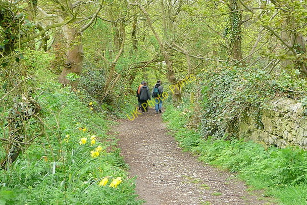 Photo 6"x4" Above West Cliff Niton c2010