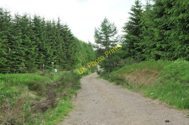 Photo 6"x4" Forest road near Stronachie Dalqueich c2010