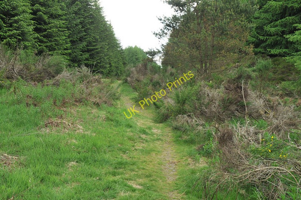 Photo 6"x4" Path into the forest near Stronachie Dalqueich c2010