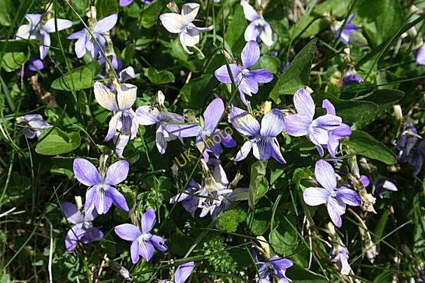 Photo 6"x4" Dog Violet Goferydd c2010