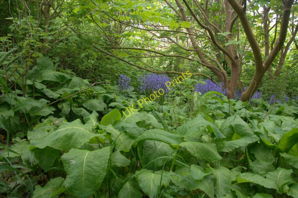 Photo 6"x4" In the trees at Valyie, Norwick Kirkaton c2010