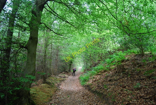 Photo 6"x4" Steep climb to North Head Backleys Fm c2010