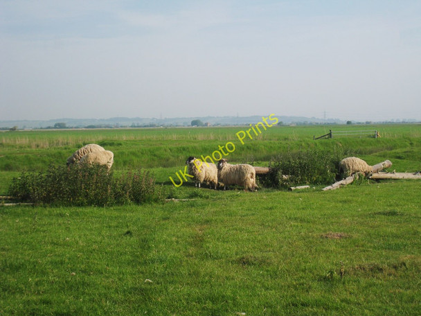 Photo 6"x4" Sheep near Black House Farm East Guldeford c2010