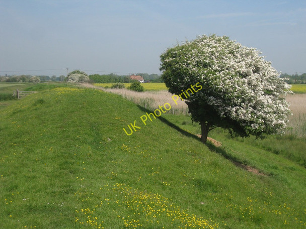 Photo 6"x4" Tree on Embankment Brookland\/TQ9825 c2010