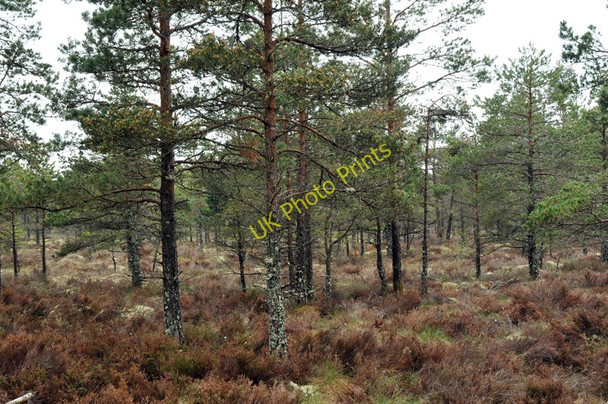 Photo 6"x4" Forestry near Lethen Bar Relugas c2010