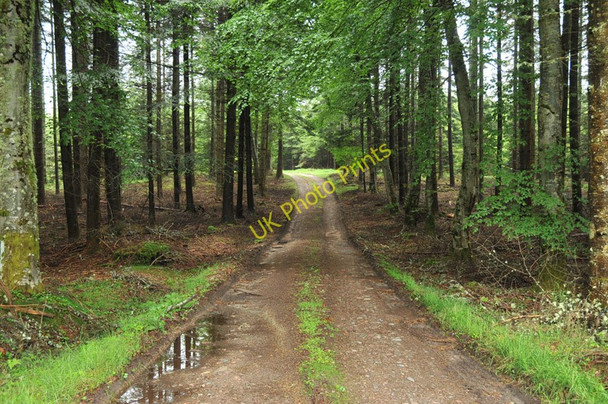 Photo 6"x4" Track into Dounduff Wood Logie\/NJ0150 c2010